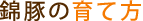 錦豚の育て方